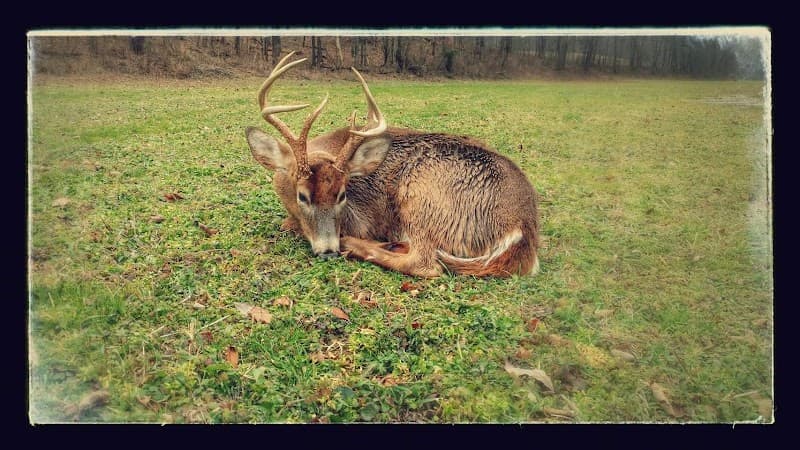 Barrett's Deer Processing