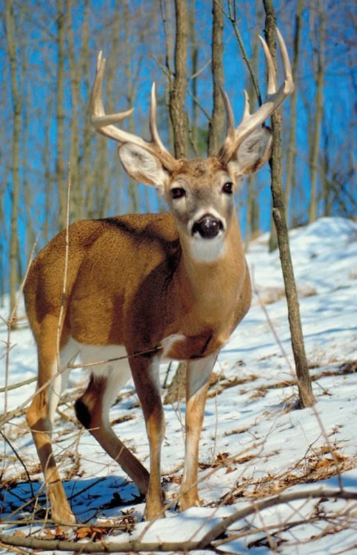 Quad City Deer Processing